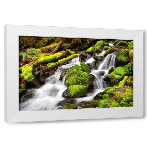Forest Stream White Modern Wood Framed Art Print by Taylor, Douglas