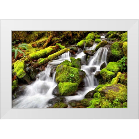 Forest Stream White Modern Wood Framed Art Print by Taylor, Douglas