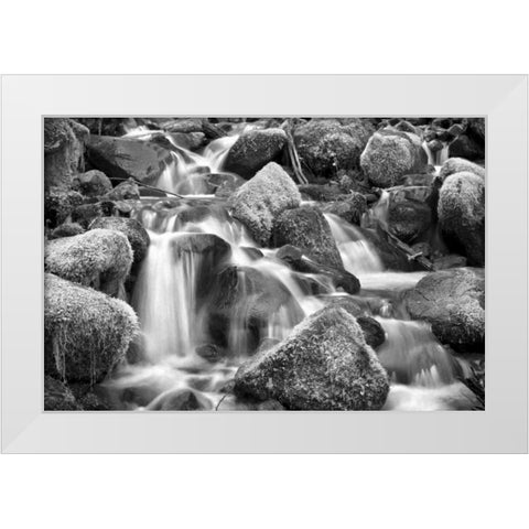 Trailside Stream BW White Modern Wood Framed Art Print by Taylor, Douglas