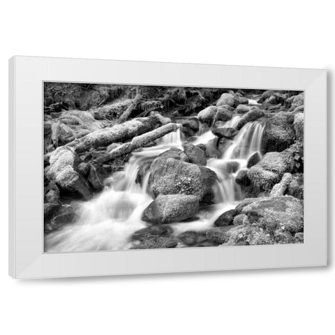 Forest Stream BW White Modern Wood Framed Art Print by Taylor, Douglas