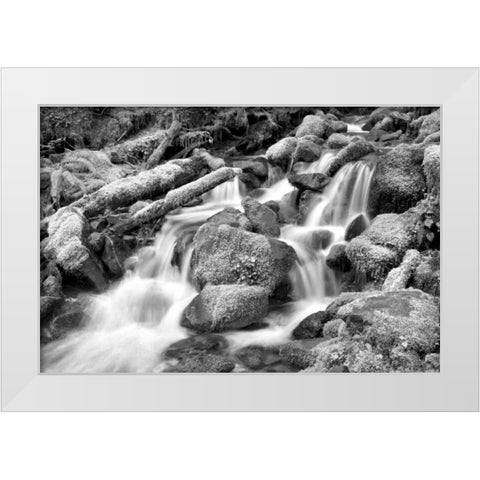 Forest Stream BW White Modern Wood Framed Art Print by Taylor, Douglas