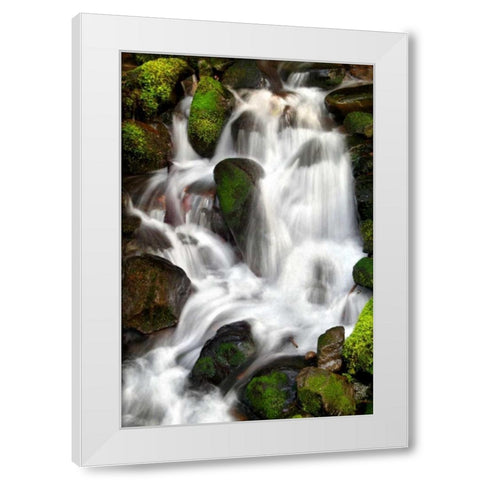 Trailside Waterfall IV White Modern Wood Framed Art Print by Taylor, Douglas