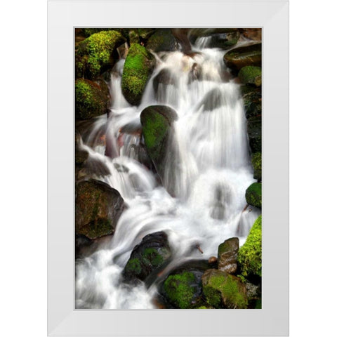 Trailside Waterfall IV White Modern Wood Framed Art Print by Taylor, Douglas