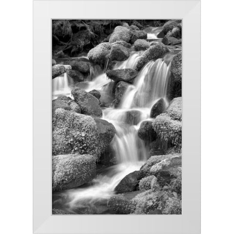 Trailside Waterfall II BW White Modern Wood Framed Art Print by Taylor, Douglas
