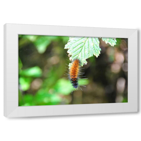 Caterpillar on Leaf I White Modern Wood Framed Art Print by Thomas, Logan