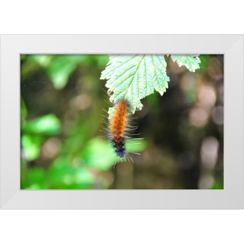 Caterpillar on Leaf I White Modern Wood Framed Art Print by Thomas, Logan