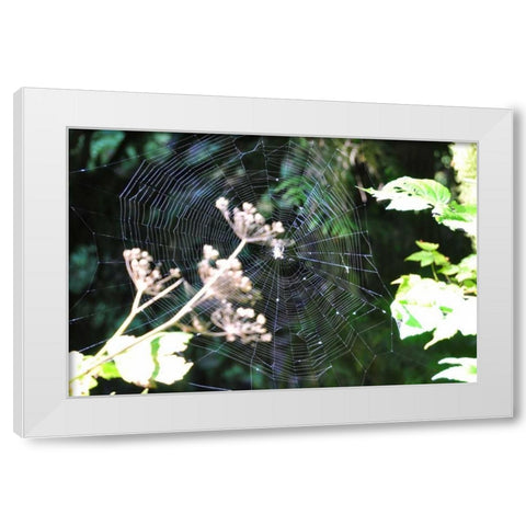 Spiderweb I White Modern Wood Framed Art Print by Thomas, Logan