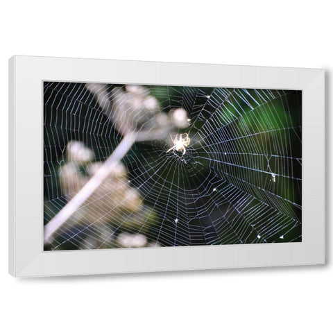 Spiderweb II White Modern Wood Framed Art Print by Thomas, Logan