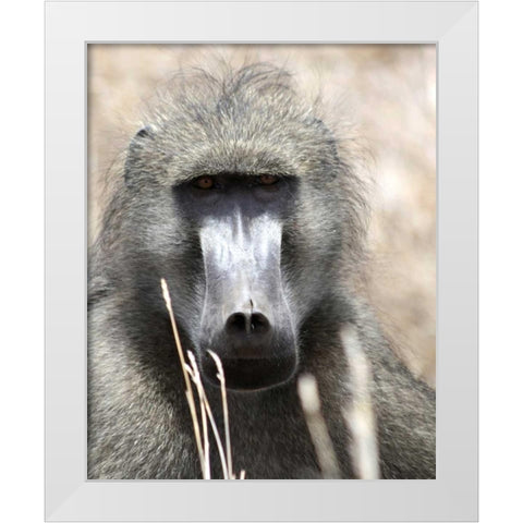 Baboon Portrait I White Modern Wood Framed Art Print by Underdahl, Dana