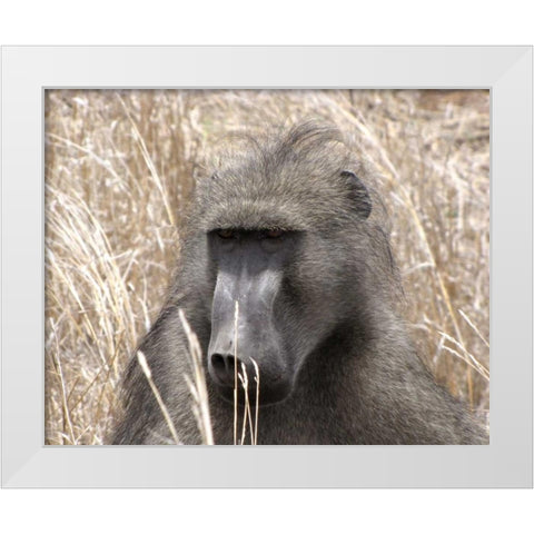 Baboon Portrait IV White Modern Wood Framed Art Print by Underdahl, Dana