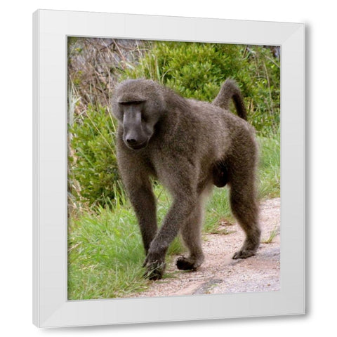 Baboon II White Modern Wood Framed Art Print by Underdahl, Dana