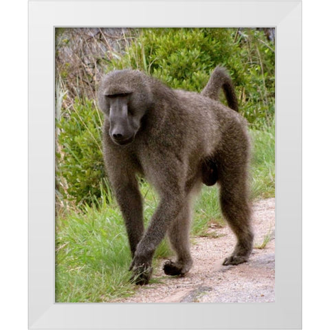 Baboon II White Modern Wood Framed Art Print by Underdahl, Dana