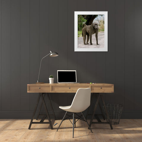 Baboon IV White Modern Wood Framed Art Print by Underdahl, Dana