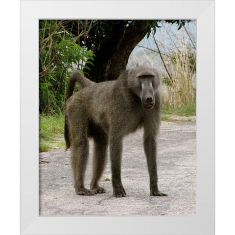 Baboon IV White Modern Wood Framed Art Print by Underdahl, Dana
