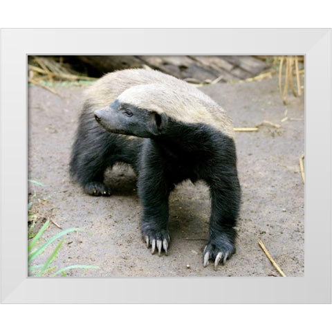 Badger II White Modern Wood Framed Art Print by Underdahl, Dana