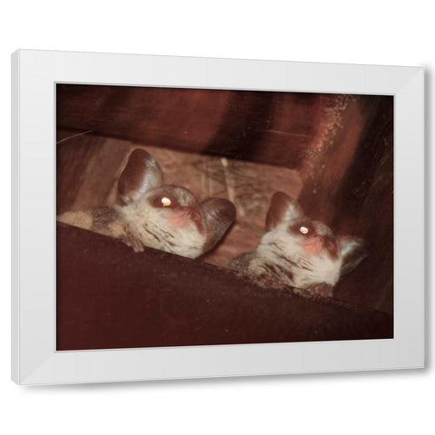 Bushbaby I White Modern Wood Framed Art Print by Underdahl, Dana