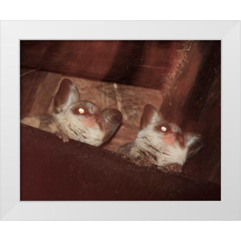 Bushbaby I White Modern Wood Framed Art Print by Underdahl, Dana