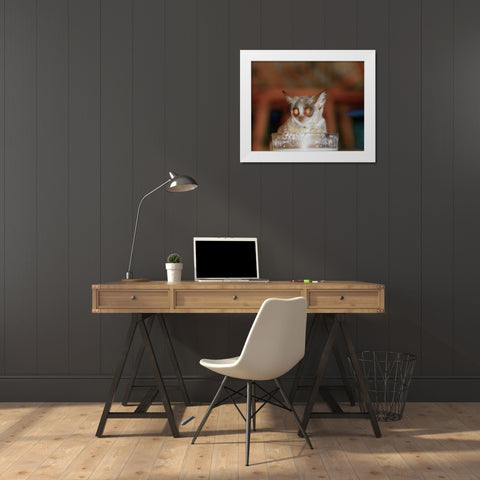 Bushbaby II White Modern Wood Framed Art Print by Underdahl, Dana