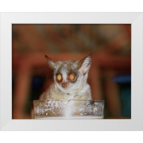Bushbaby II White Modern Wood Framed Art Print by Underdahl, Dana