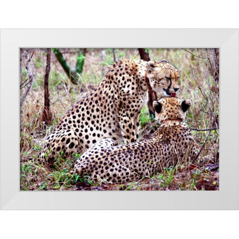 Safari Cheetah II White Modern Wood Framed Art Print by Underdahl, Dana