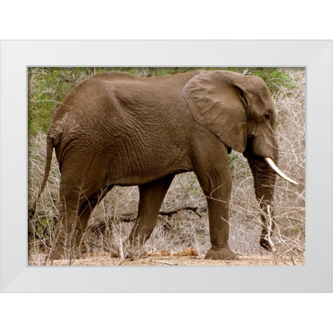 Elephant I White Modern Wood Framed Art Print by Underdahl, Dana