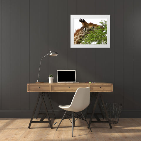 Giraffe I White Modern Wood Framed Art Print by Underdahl, Dana