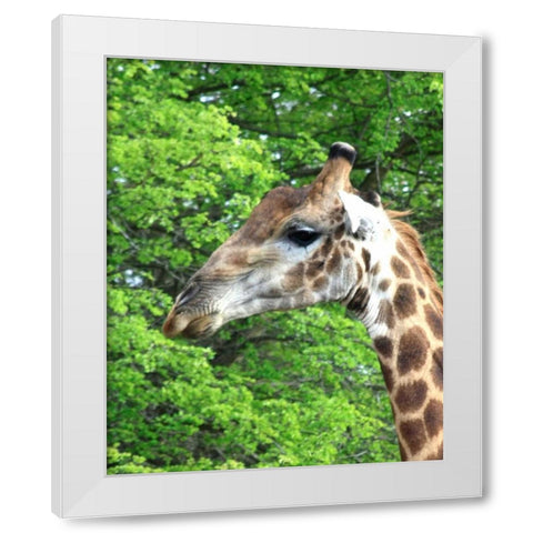 Giraffe III White Modern Wood Framed Art Print by Underdahl, Dana