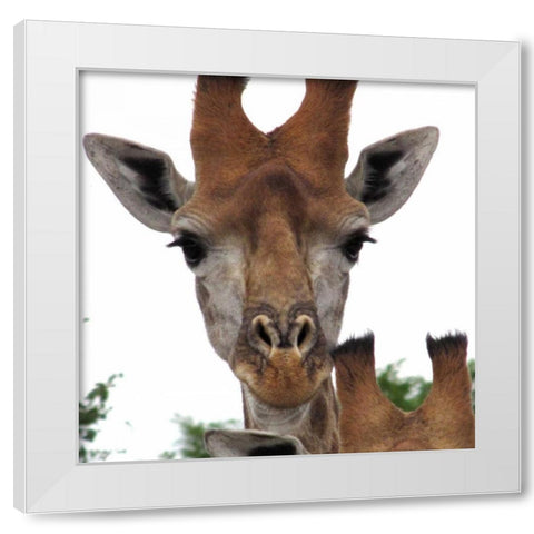Giraffe Portrait I White Modern Wood Framed Art Print by Underdahl, Dana