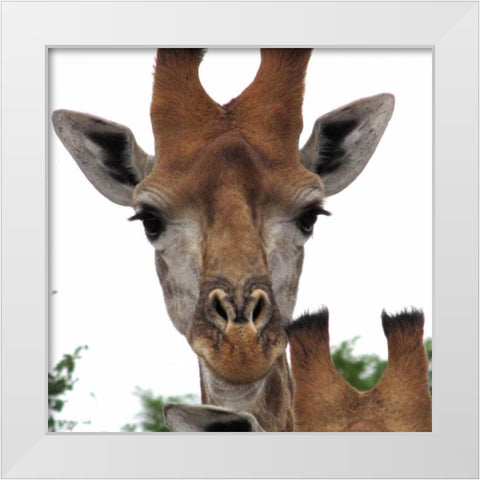 Giraffe Portrait I White Modern Wood Framed Art Print by Underdahl, Dana