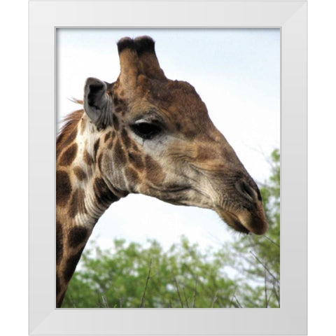 Giraffe Portrait IV White Modern Wood Framed Art Print by Underdahl, Dana
