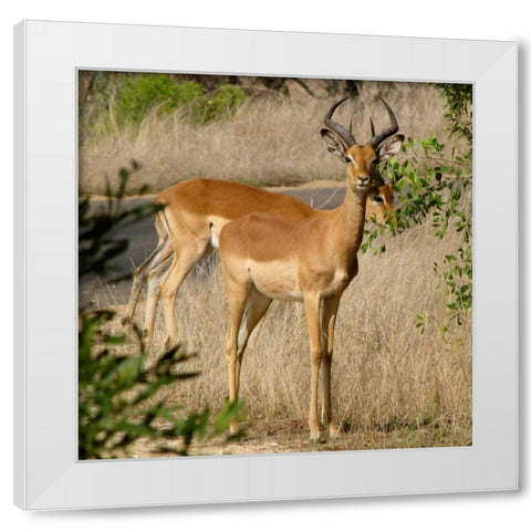 Impala III White Modern Wood Framed Art Print by Underdahl, Dana