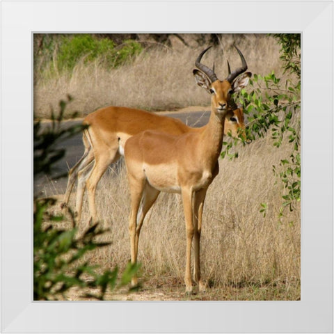 Impala III White Modern Wood Framed Art Print by Underdahl, Dana