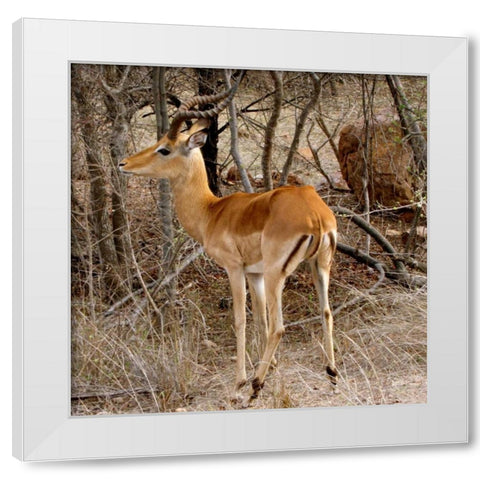 Impala V White Modern Wood Framed Art Print by Underdahl, Dana