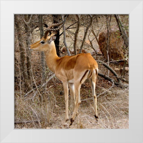 Impala V White Modern Wood Framed Art Print by Underdahl, Dana