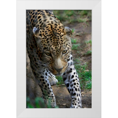 Leopard I White Modern Wood Framed Art Print by Underdahl, Dana