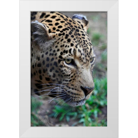 Leopard II White Modern Wood Framed Art Print by Underdahl, Dana
