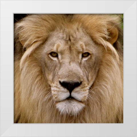 Male Lion White Modern Wood Framed Art Print by Underdahl, Dana