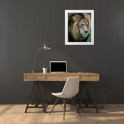 Lion III White Modern Wood Framed Art Print by Underdahl, Dana
