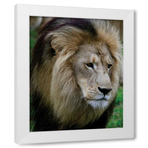 Lion III White Modern Wood Framed Art Print by Underdahl, Dana