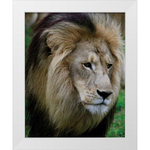 Lion III White Modern Wood Framed Art Print by Underdahl, Dana