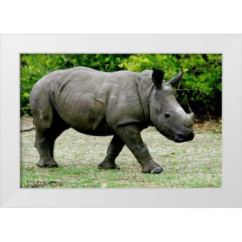 Rhino III White Modern Wood Framed Art Print by Underdahl, Dana