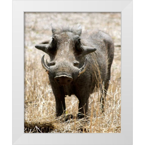 Warthog White Modern Wood Framed Art Print by Underdahl, Dana