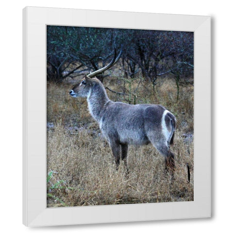 Waterbuck I White Modern Wood Framed Art Print by Underdahl, Dana