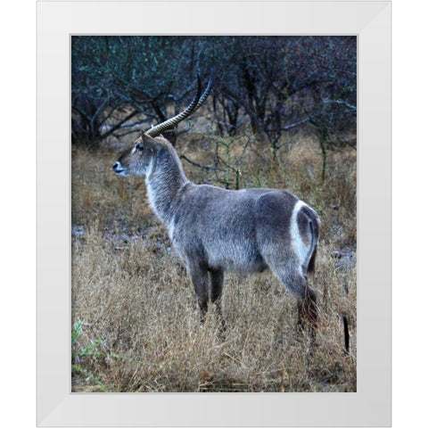 Waterbuck I White Modern Wood Framed Art Print by Underdahl, Dana