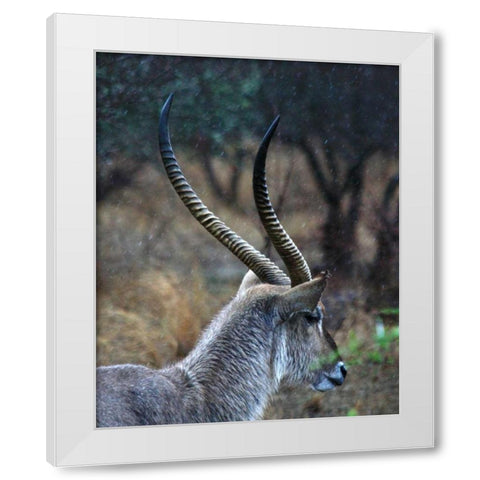 Waterbuck II White Modern Wood Framed Art Print by Underdahl, Dana
