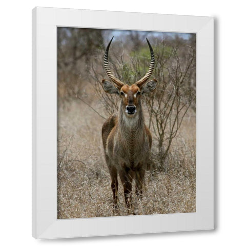 Safari Waterbuck II White Modern Wood Framed Art Print by Underdahl, Dana