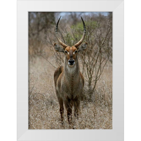 Safari Waterbuck II White Modern Wood Framed Art Print by Underdahl, Dana