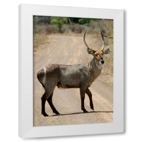 Safari Waterbuck III White Modern Wood Framed Art Print by Underdahl, Dana