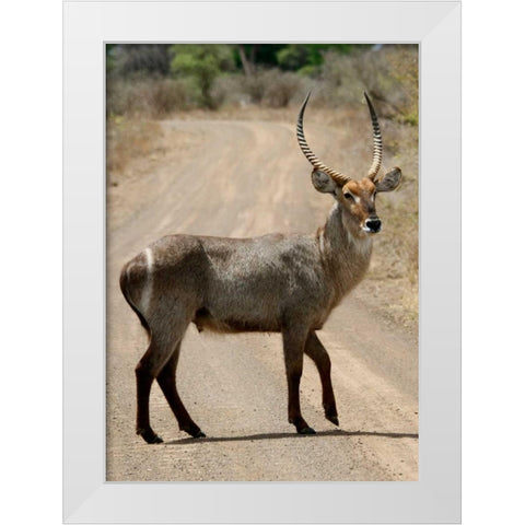 Safari Waterbuck III White Modern Wood Framed Art Print by Underdahl, Dana
