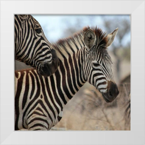 Zebra Baby I White Modern Wood Framed Art Print by Underdahl, Dana